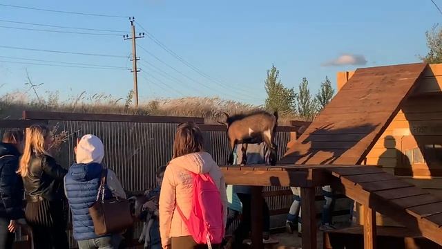 Альпаки это прикольно! Шубина Лайф смотреть онлайн