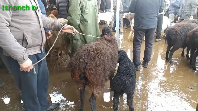 Andijon Qo'rg'ontepa Ot va Qo'y bozori zor boldi🐏👍👍 13 февраля 2022 г. смотреть онлайн