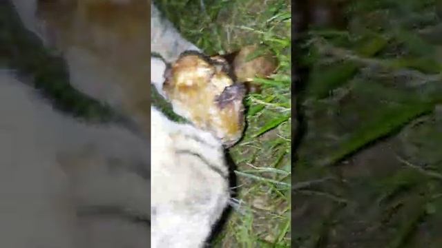 Заминский амурский тигр ест целого кабана смотреть онлайн