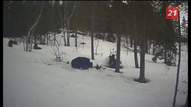 Танцующий мишка в Мурманской области попал на видео смотреть онлайн