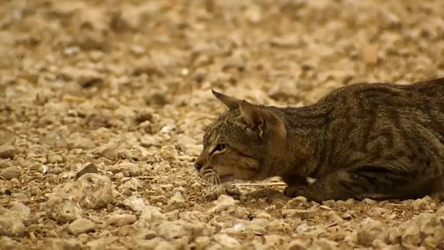 Лесной кот — мастер маскировки и эксперт в охоте! На что способен дикий Барсик. смотреть онлайн