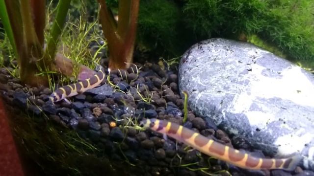 Акантофтальмус кюли (Acanthophthalmus kuhli)в аквариуме смотреть онлайн