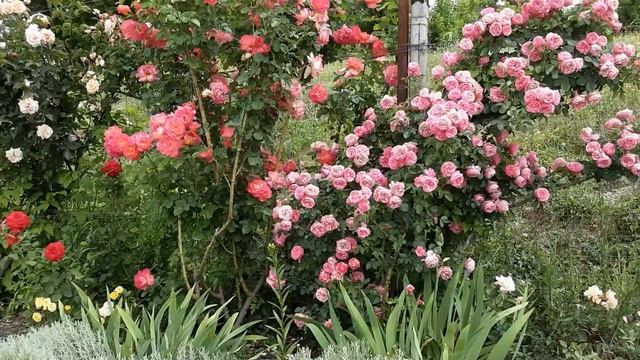 Розы Леонардо Да Винчи и Декор Арлекин, Питомник Роз Полины Козловой - rozarium.biz смотреть онлайн