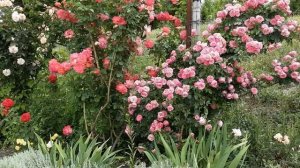 Розы Леонардо Да Винчи и Декор Арлекин, Питомник Роз Полины Козловой - rozarium.biz