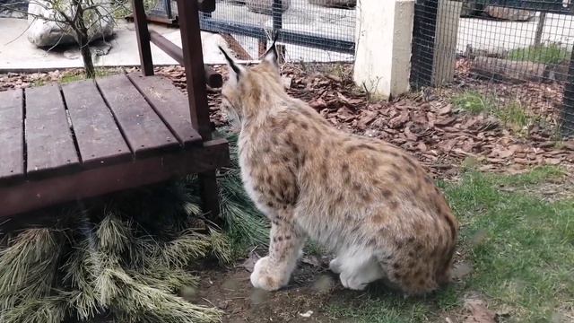 Рыси московского зоопарка смотреть онлайн