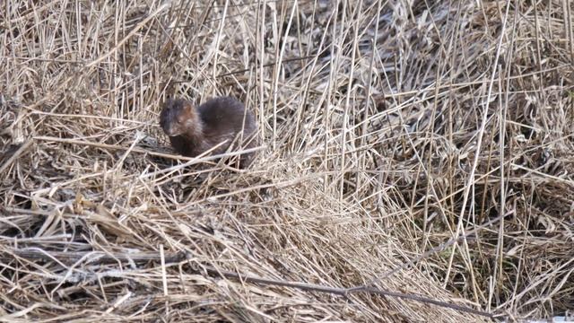 Норка Американская смотреть онлайн