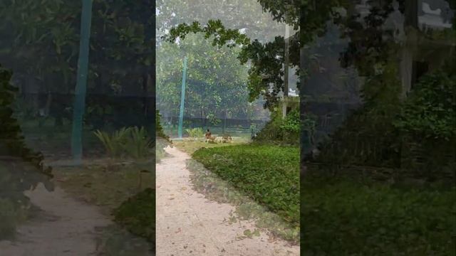 #маэ#Бо Валон#shorts смотреть онлайн