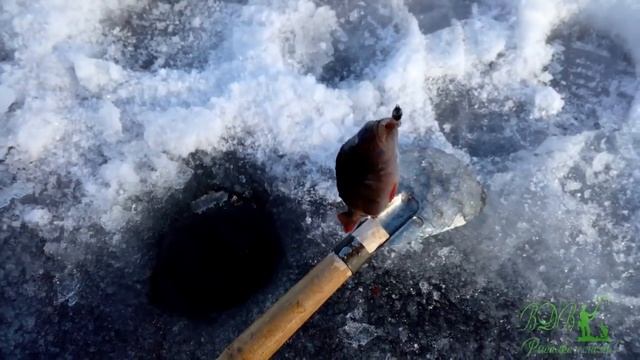 ОКУНЬ КЛЮЁТ КАК НА БЕЛЫХ КАМНЯХ, ЛОВИМ ОКУНЯ НА МОРМЫШКИ НА ТАГИЛЬСКОМ ПРУДУ! РЫБАЛКА НА УРАЛЕ! смотреть онлайн