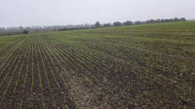 Пшениця Подолянка посів 2019 смотреть онлайн