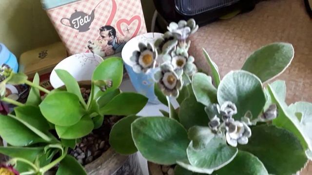 Arrival of my new Primula auricula plants смотреть онлайн