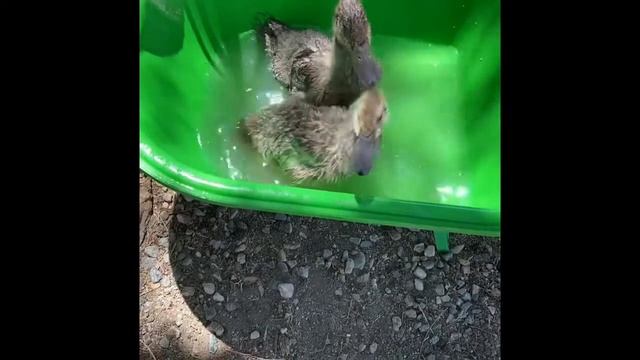 Growth of our Khaki Campbell ducks Day 1 to 2 months of age смотреть онлайн