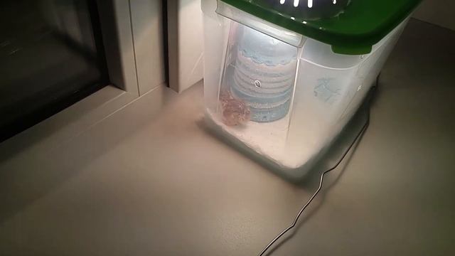 36 часов жизни. Разведение перепелов и инкубация магазинных яиц в домашних условиях на батарее смотреть онлайн