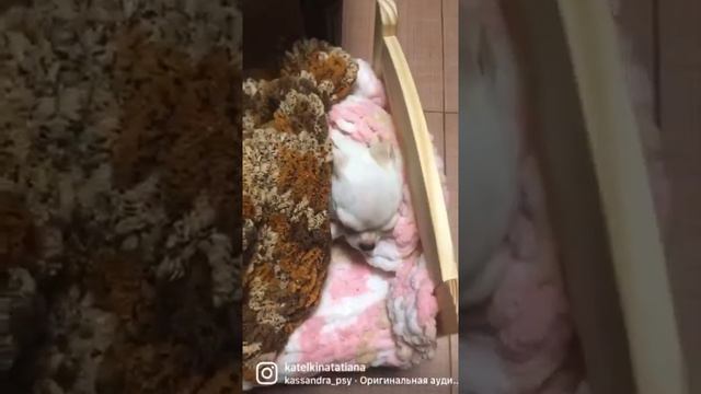 Все планы коту под хвост!) смотреть онлайн