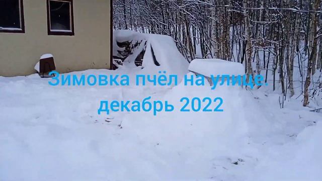 Зимовка пчёл на улице. 11 декабря 2022 год. Подмосковье.#жизньвдеревне #пчеловодство #ульи смотреть онлайн