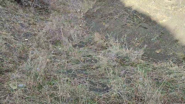 С Рождеством! Спасибо Елене Якимовой за семена! Стрим... смотреть онлайн