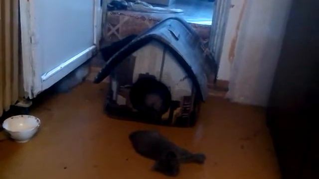Котята тайской кошки 2 (кошкин дом) смотреть онлайн