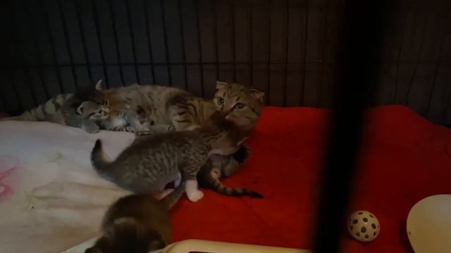 ПЕТРУША усатик-полосатик. Милый котенок в добрые руки! смотреть онлайн