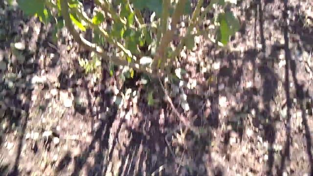 Как я пригибаю розы. смотреть онлайн