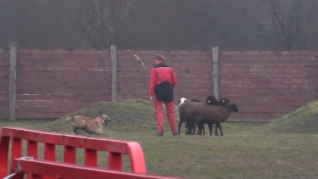 Lakenois vs sheeps. 3.11.2013 смотреть онлайн