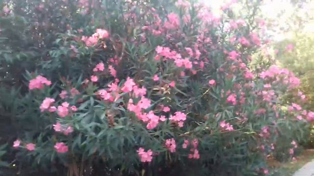 Парк санатория Крым в Партените смотреть онлайн