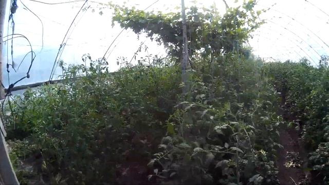 Летний сбор огурца Лютояр 2020