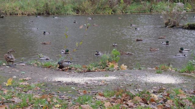 Осень, Canon EF-S 18-55 4.0-5.6 IS STM и мысли о плёнке. смотреть онлайн