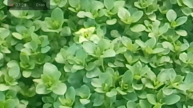 ПОЧИСТИТЬ КРОВЬ И ПЕЧЕНЬ СРОЧНО НЕ ПРОПУСТИТЕ ЭТИ БЕСПЛАТНЫЕ СРЕДСТВА (НУТРИЦИОЛОГИЯ №34)25.03.2021 смотреть онлайн