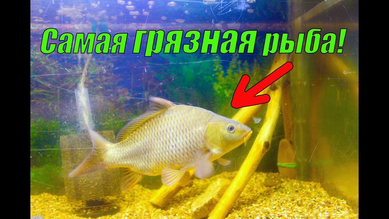 Самая БОЛЬШАЯ ПРОБЛЕМА содержания речных рыб в аквариуме смотреть онлайн
