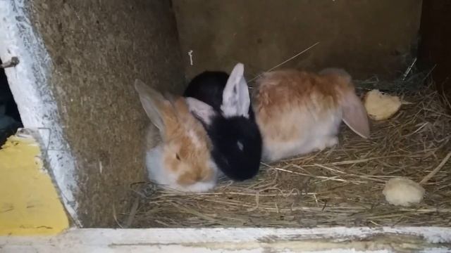 КРОЛИКИ ФРАНЦУЗСКИЙ БАРАН, ОБЗОР ПОРОДЫ ПОСЛЕ ГОДА СОДЕРЖАНИЯ. смотреть онлайн