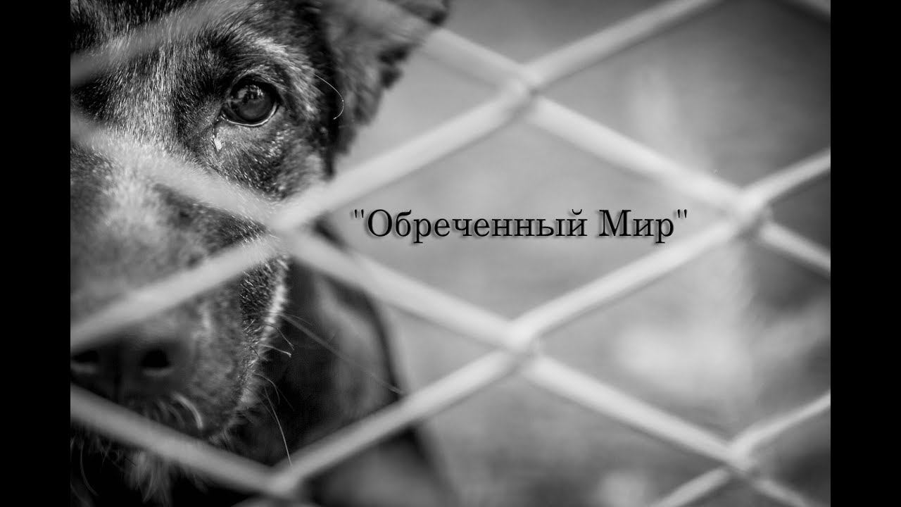 Обреченный Мир смотреть онлайн