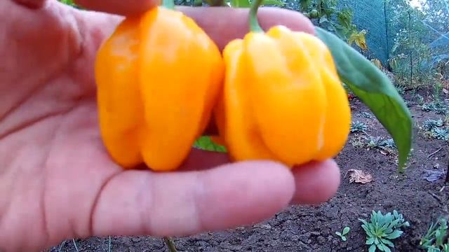 Westindian Yellow Habanero - (Западно-Индийский желтый Хабанеро) Сорт острого перца смотреть онлайн