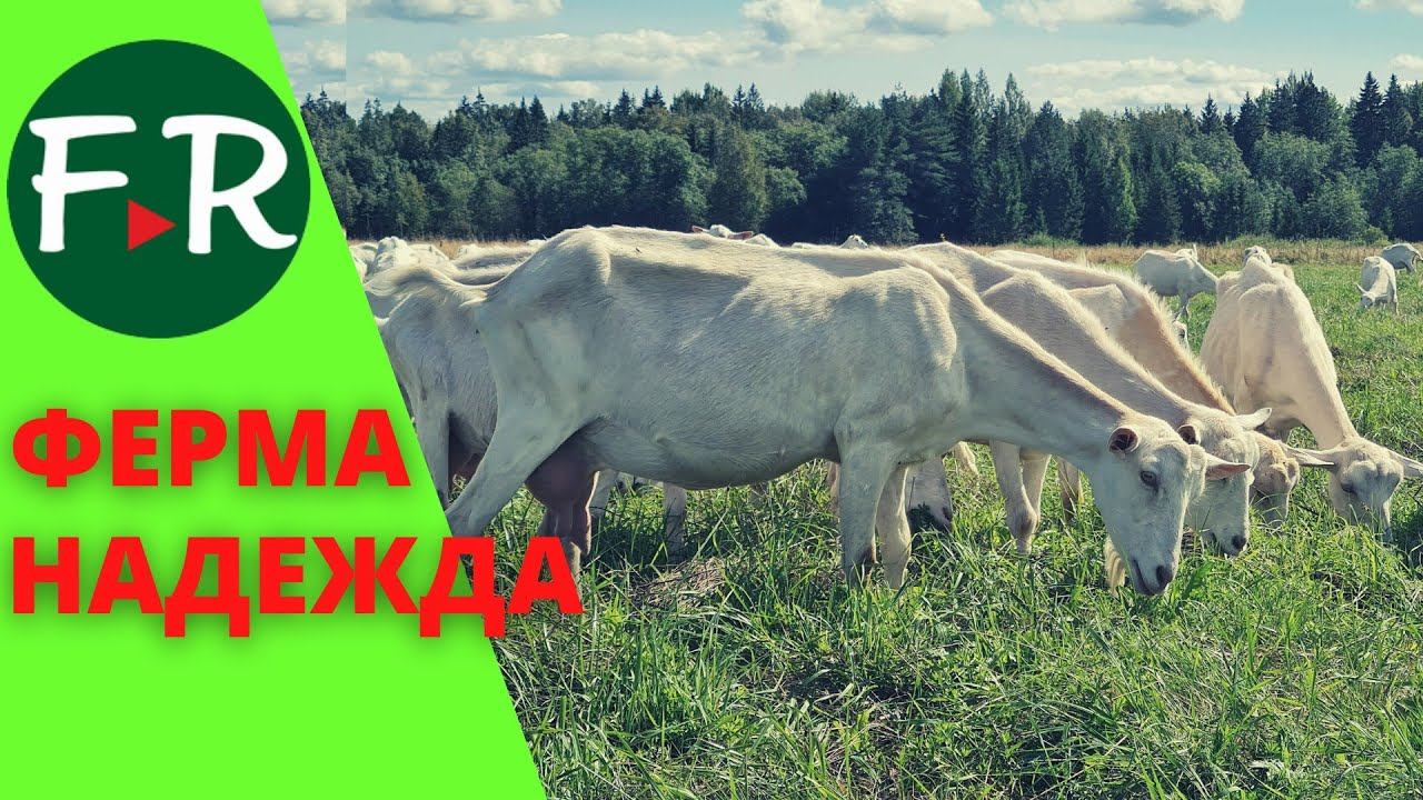 Пионеры козоводства в России. Козья ферма Надежда. Возвращение ФЕРМЕР.RU через 10 лет. смотреть онлайн