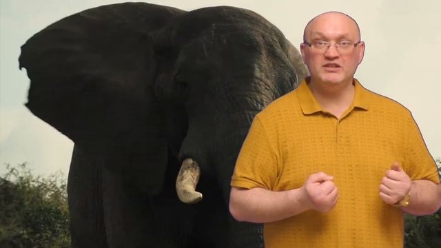 Самая маленькая порода лисиц фенек смотреть онлайн