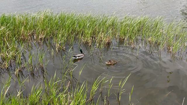 Парочка кряквы кормится в зарослях