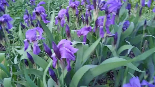 Ирис цветет смотреть онлайн