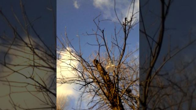 Мячик застрял