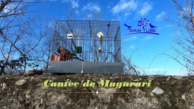 Cantec de Mugurari - пение снегиря-Bullfinch call смотреть онлайн