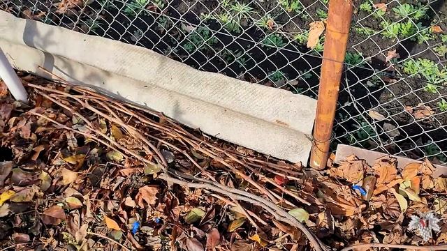 Нет сил укрыть виноград! Что делать смотреть онлайн