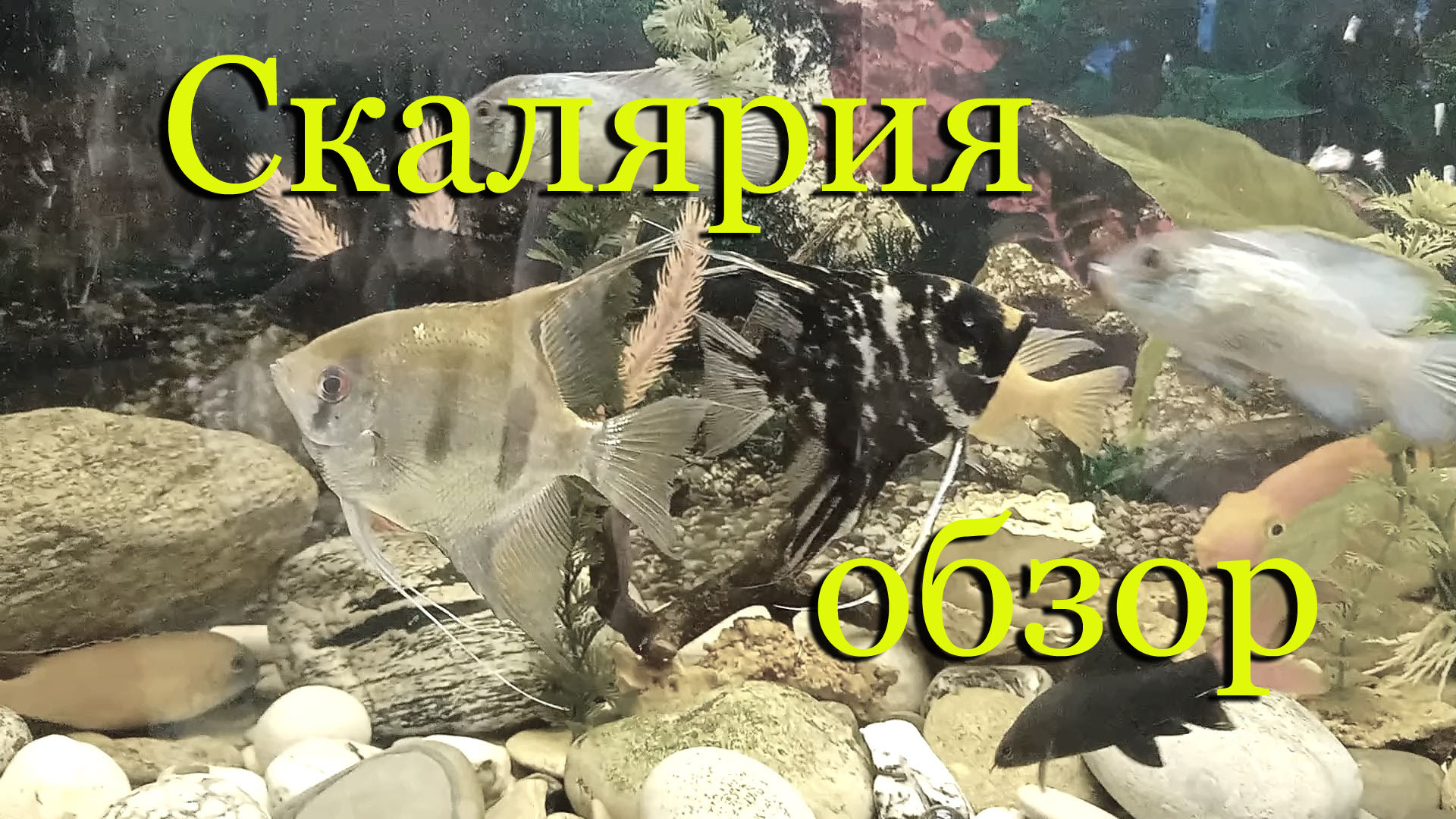 Скалярия: содержание, разведение, половые отличия (различия). смотреть онлайн