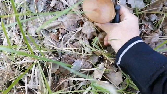 Грибов валом ,УСТАЛИ собирать !