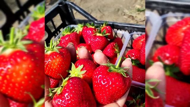 Лия сахарная. новый сорт клубники на нашем участке. смотреть онлайн