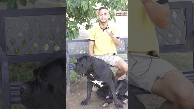 TU PERRO ES AGRESIVO ? смотреть онлайн