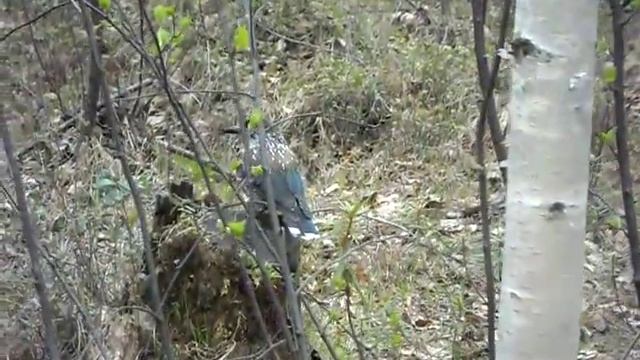 Птица кедровка ковыряет пень в поисках беличьих запасов