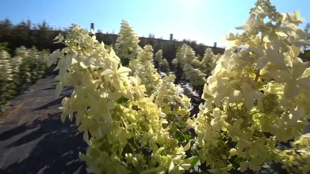 ГОРТЕНЗИЯ С САМЫМИ НЕОБЫЧНЫМИ ЦВЕТКАМИ смотреть онлайн