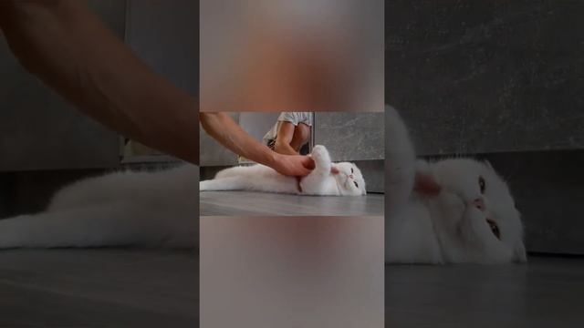 #116? Главный секрет певца ШУРЫ! Плагиатор ШУРА! ?300 отжиманий в день/5 ?Susheff daily/365 смотреть онлайн