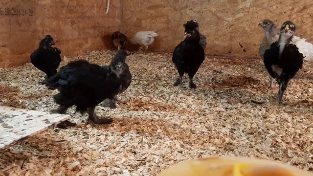 Цыплята разных пород кур. Гилянские, орловские и сибирская мохноножка. смотреть онлайн
