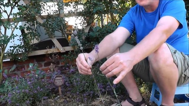 Lavendel Hidcote blue смотреть онлайн