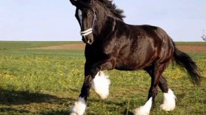 Порода лошадей Шайр|всё о породе лошадей Шайр