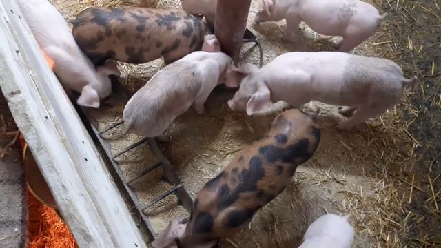 //Поросят после отема,кормление,обзор отемышей,остатки поросят,увеличения пространства// смотреть онлайн