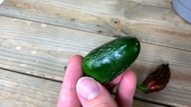 Harvesting Peppers - When To Pick Peppers (Jalapenos, Bell, Banana, Ghost & More) смотреть онлайн